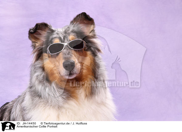 Amerikanischer Collie Portrait / JH-14450