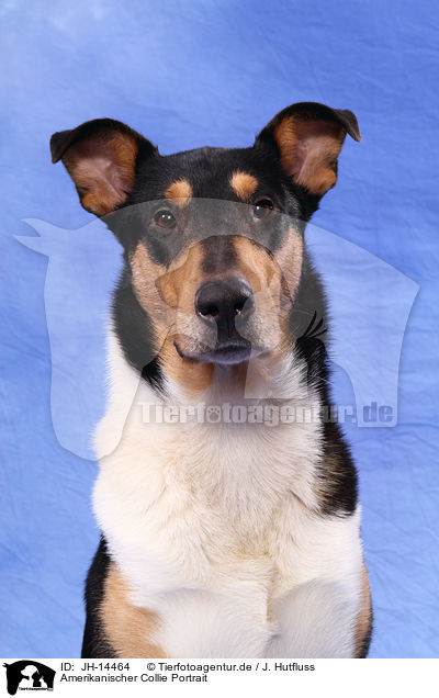 Amerikanischer Collie Portrait / American Collie Portrait / JH-14464