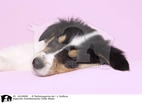 liegender Amerikanischer Collie Welpe / lying American Collie Puppy / JH-26982