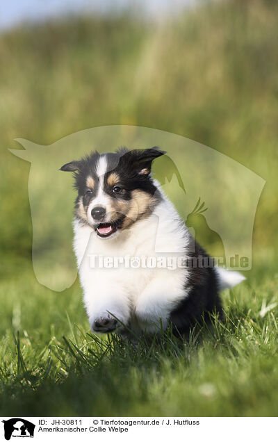 Amerikanischer Collie Welpe / JH-30811