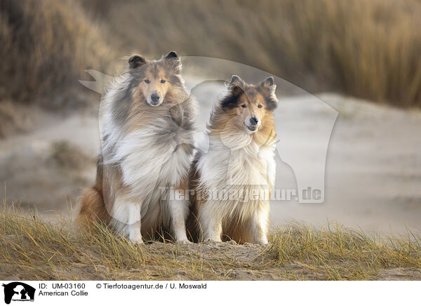 American Collie / American Collie / UM-03160