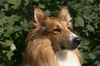 Amerikanischer Collie Portrait