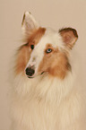 Amerikanischer Collie