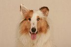 Amerikanischer Collie