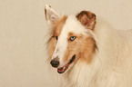 Amerikanischer Collie