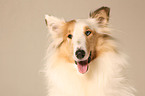 Amerikanischer Collie Portrait