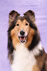 Amerikanischer Collie Portrait