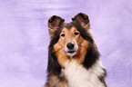 Amerikanischer Collie Portrait