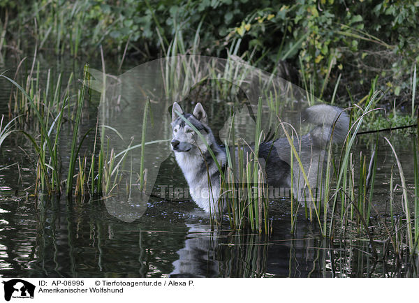 Amerikanischer Wolfshund / AP-06995