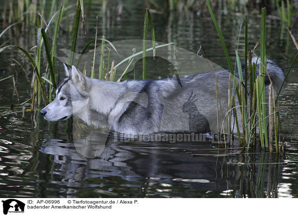 badender Amerikanischer Wolfshund / AP-06996