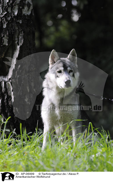 Amerikanischer Wolfshund / AP-06999