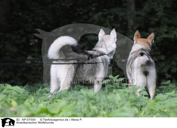 Amerikanischer Wolfshunde / AP-07000