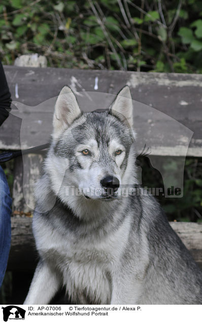 Amerikanischer Wolfshund Portrait / american wolfdog portrait / AP-07006