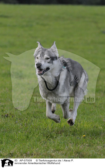 rennender Amerikanischer Wolfshund / AP-07009