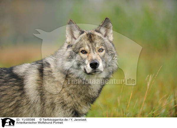 Amerikanischer Wolfshund Portrait / YJ-09386