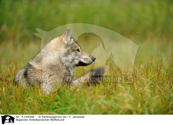 liegender Amerikanischer Wolfshund / YJ-09396