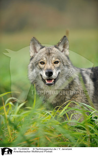 Amerikanischer Wolfshund Portrait / YJ-09403