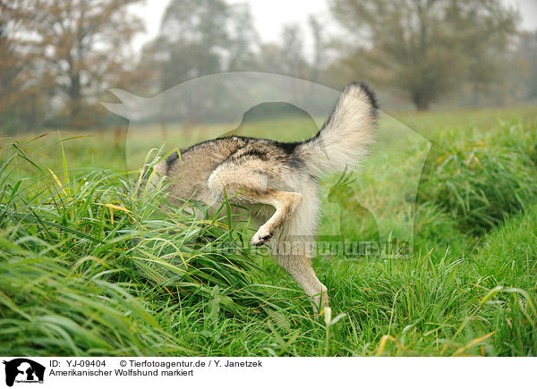 Amerikanischer Wolfshund markiert / american wolfdog marks territory / YJ-09404