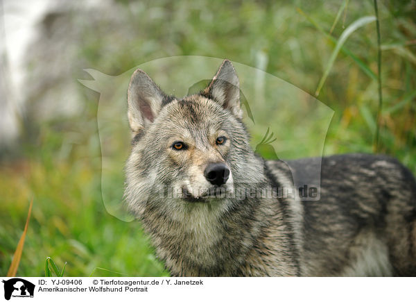 Amerikanischer Wolfshund Portrait / YJ-09406