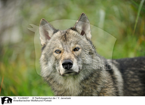 Amerikanischer Wolfshund Portrait / YJ-09407