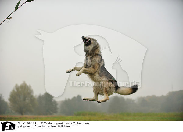 springender Amerikanischer Wolfshund / YJ-09413