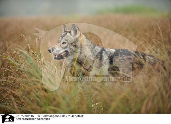 Amerikanischer Wolfshund / YJ-09415
