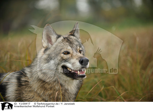Amerikanischer Wolfshund Portrait / YJ-09417
