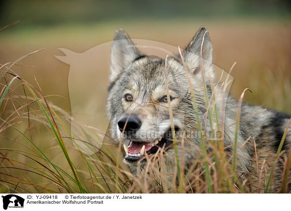 Amerikanischer Wolfshund Portrait / YJ-09418