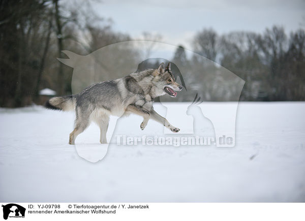 rennender Amerikanischer Wolfshund / YJ-09798