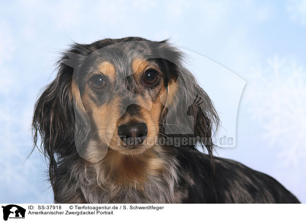 Amerikanischer Zwergdackel Portrait / American Miniature Dachshund Portrait / SS-37918