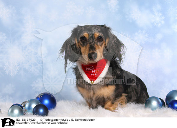 sitzender Amerikanischer Zwergdackel / sitting American Miniature Dachshund / SS-37920