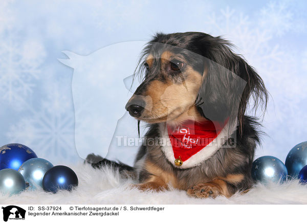 liegender Amerikanischer Zwergdackel / lying American Miniature Dachshund / SS-37924