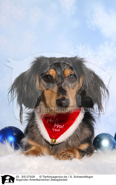 liegender Amerikanischer Zwergdackel / lying American Miniature Dachshund / SS-37926