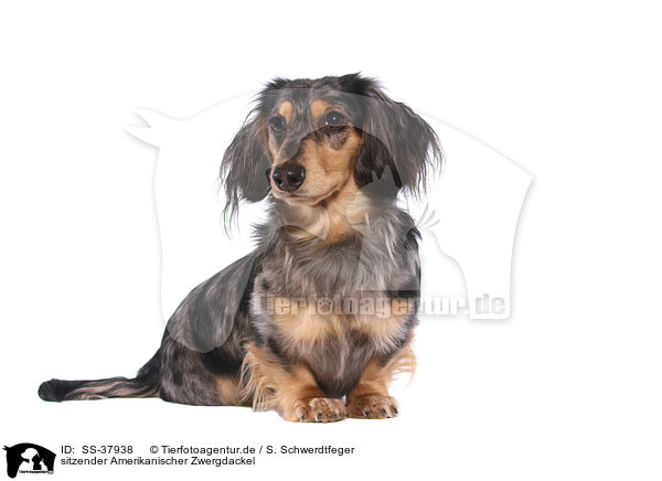 sitzender Amerikanischer Zwergdackel / sitting American Miniature Dachshund / SS-37938