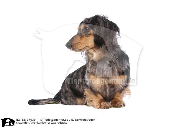 sitzender Amerikanischer Zwergdackel / sitting American Miniature Dachshund / SS-37939