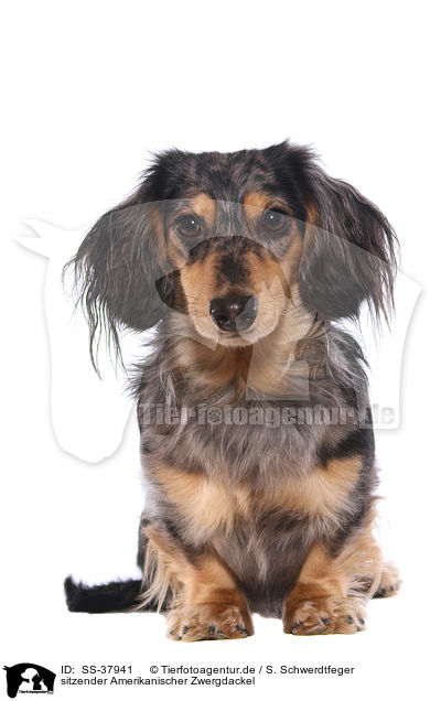 sitzender Amerikanischer Zwergdackel / sitting American Miniature Dachshund / SS-37941