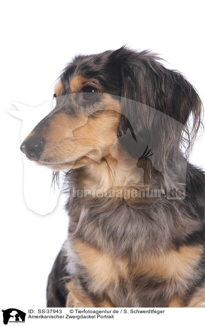 Amerikanischer Zwergdackel Portrait / American Miniature Dachshund Portrait / SS-37943