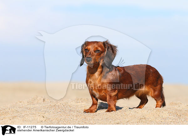 stehender Amerikanischer Zwergdackel / standing American Miniature Dachshund / IF-11275