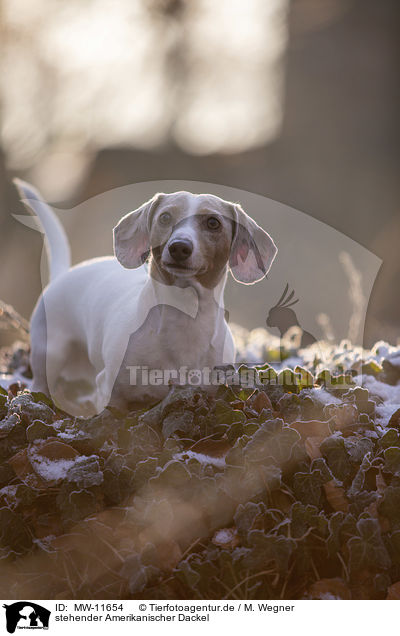 stehender Amerikanischer Dackel / standing  American Dachshund / MW-11654