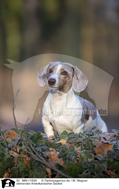 stehender Amerikanischer Dackel / standing  American Dachshund / MW-11656