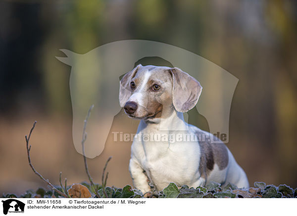 stehender Amerikanischer Dackel / standing  American Dachshund / MW-11658