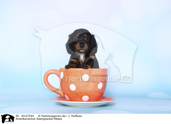 Amerikanischer Zwergdackel Welpe / American Miniature Dachshund Puppy / JH-27444