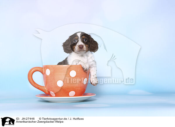 Amerikanischer Zwergdackel Welpe / American Miniature Dachshund Puppy / JH-27446