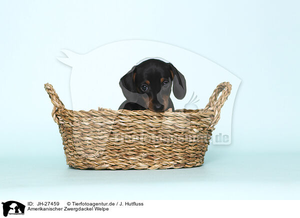 Amerikanischer Zwergdackel Welpe / American Miniature Dachshund Puppy / JH-27459
