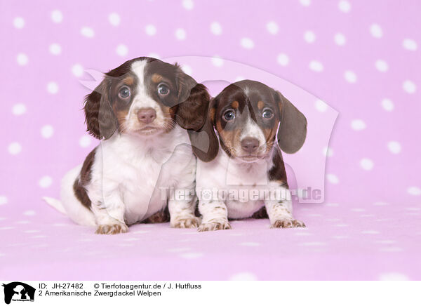 2 Amerikanische Zwergdackel Welpen / 2 American Miniature Dachshund Puppies / JH-27482