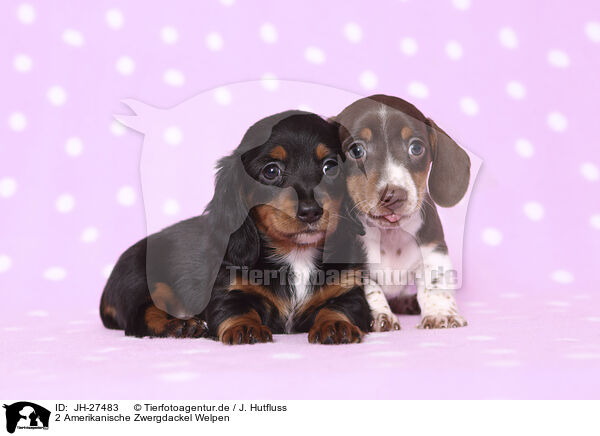2 Amerikanische Zwergdackel Welpen / 2 American Miniature Dachshund Puppies / JH-27483