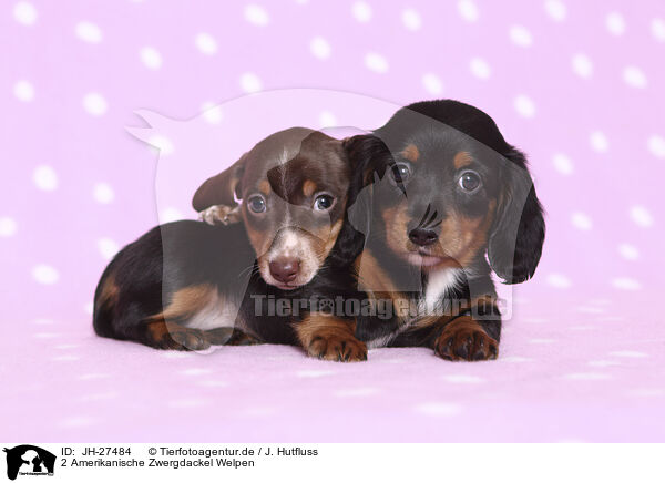 2 Amerikanische Zwergdackel Welpen / 2 American Miniature Dachshund Puppies / JH-27484