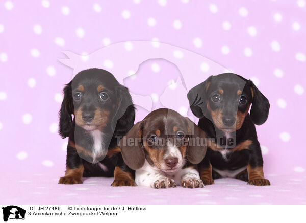 3 Amerikanische Zwergdackel Welpen / 3 American Miniature Dachshund Puppies / JH-27486