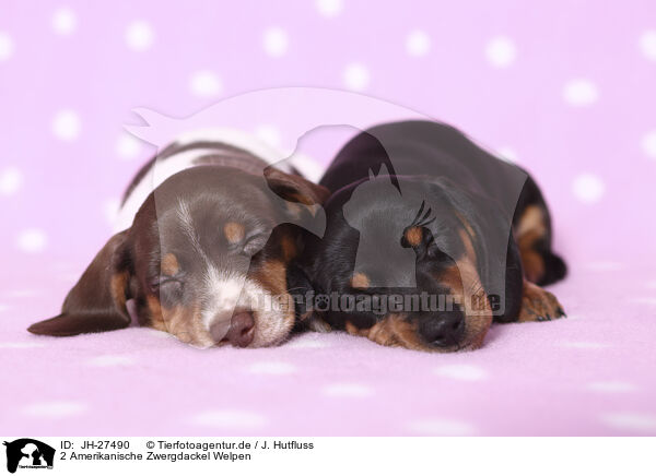 2 Amerikanische Zwergdackel Welpen / 2 American Miniature Dachshund Puppies / JH-27490