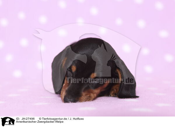 Amerikanischer Zwergdackel Welpe / American Miniature Dachshund Puppy / JH-27496